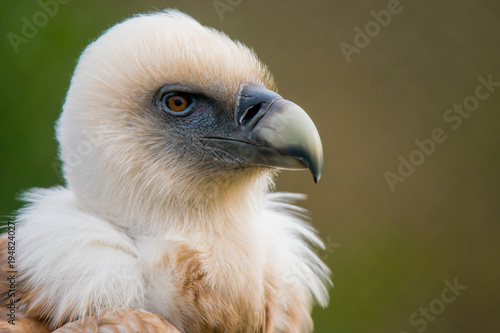 Portrait of a griffon vulture photo