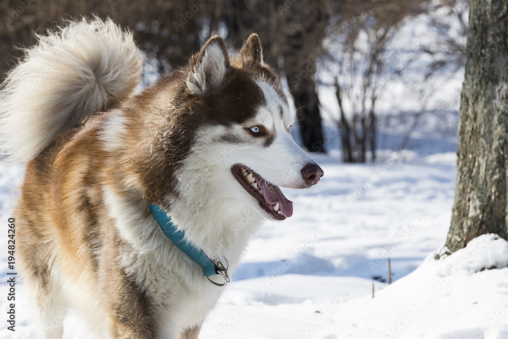 Siberian husky dogs for a walk in the winter park. Siberian husky dogs for a walk in the winter park.