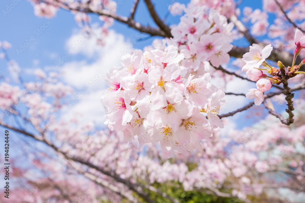 Beautiful cherry blossom with blue sky background. Sakura flower. Beautiful cherry blossom with blue sky background. Sakura flower.