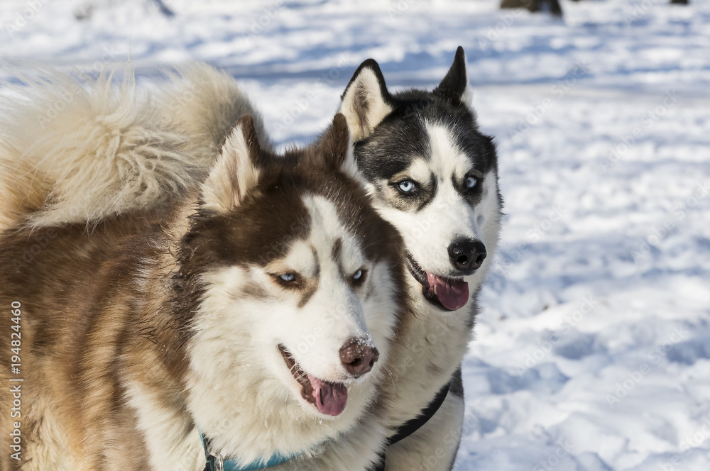Siberian husky dogs for a walk in the winter park. 