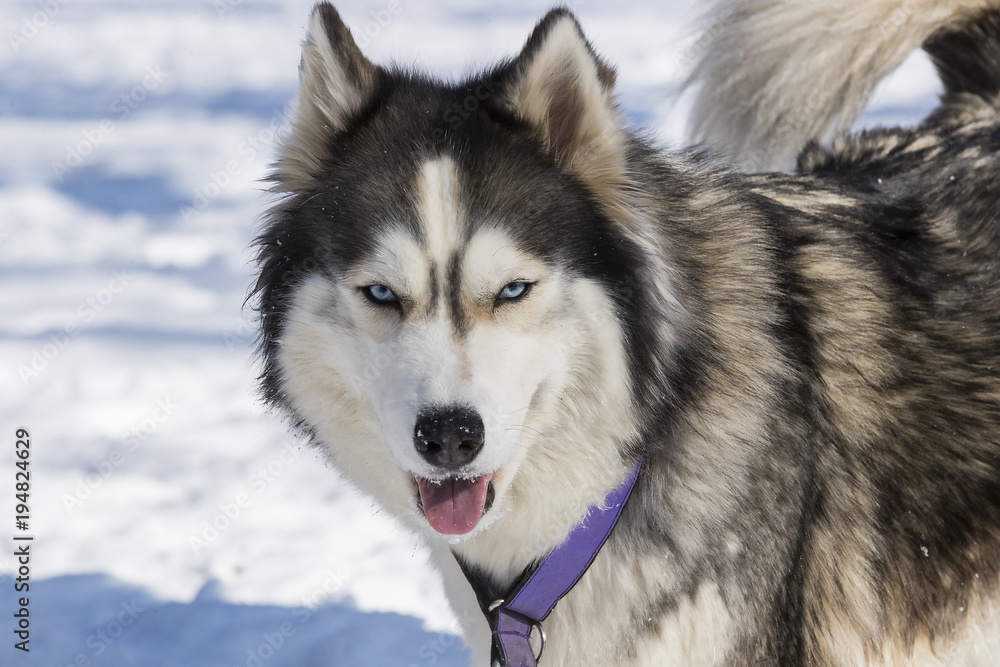 Siberian husky dogs for a walk in the winter park. 
