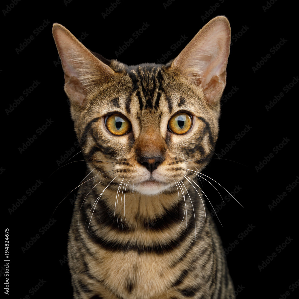 Portrait of Bengal Kitten with Curious face in front view on Isolated Black Background