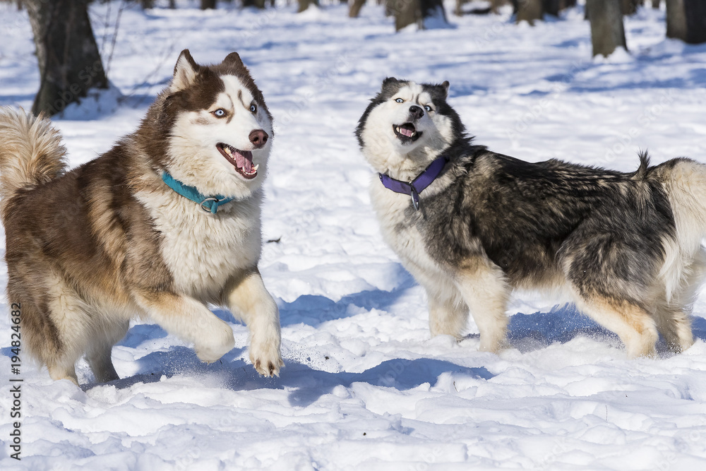 Naklejka premium Siberian husky dogs for a walk in the winter park. 