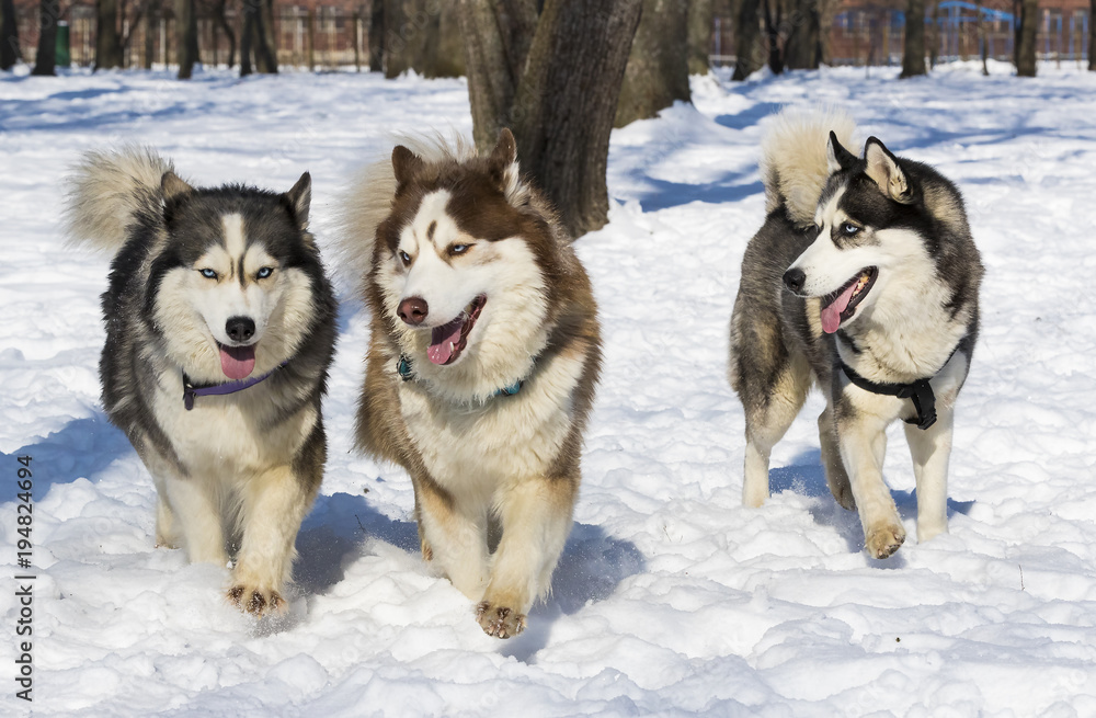 Siberian husky dogs for a walk in the winter park. 
