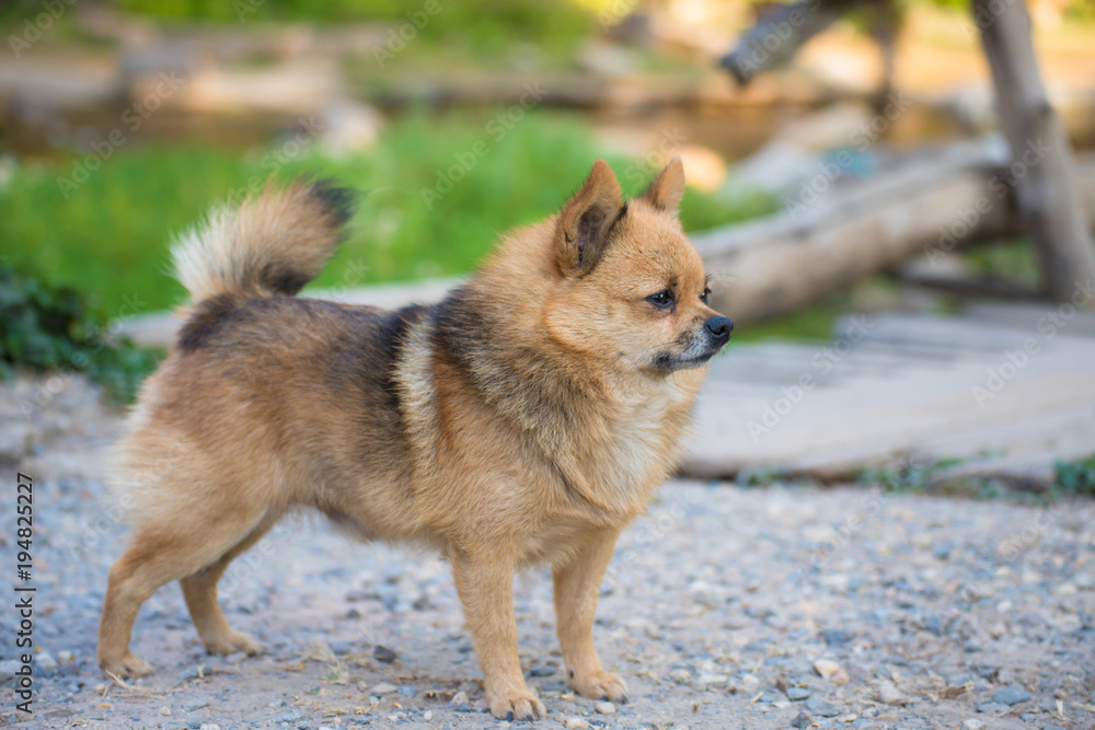 Brown Chihuahua Mixed breed dog is standing and looking to left side on home garden Brown Chihuahua Mixed breed dog is standing and looking to left side on home garden