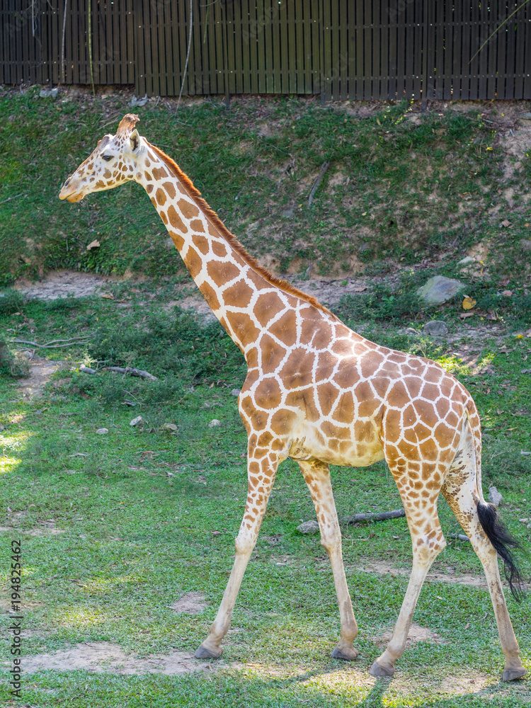 Fototapeta premium Girraffe