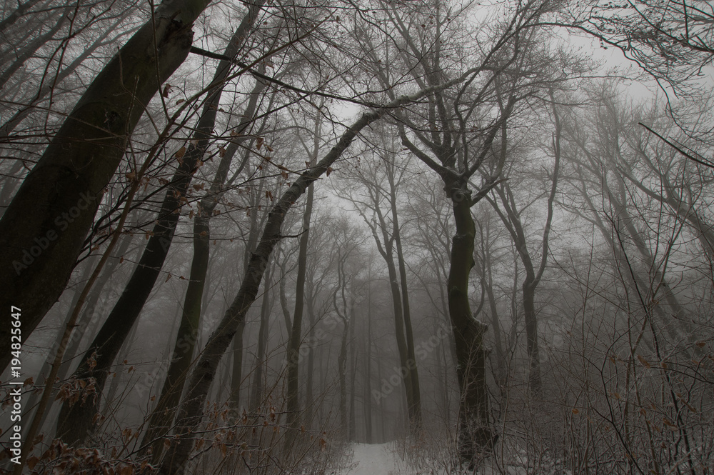 Hainich national park in winter, (Germany) Hainich national park in winter, (Germany)