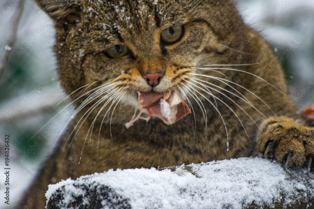 wildcat in Hainich national park, (Germany).