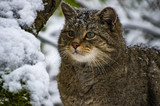 wildcat in Hainich national park, (Germany).