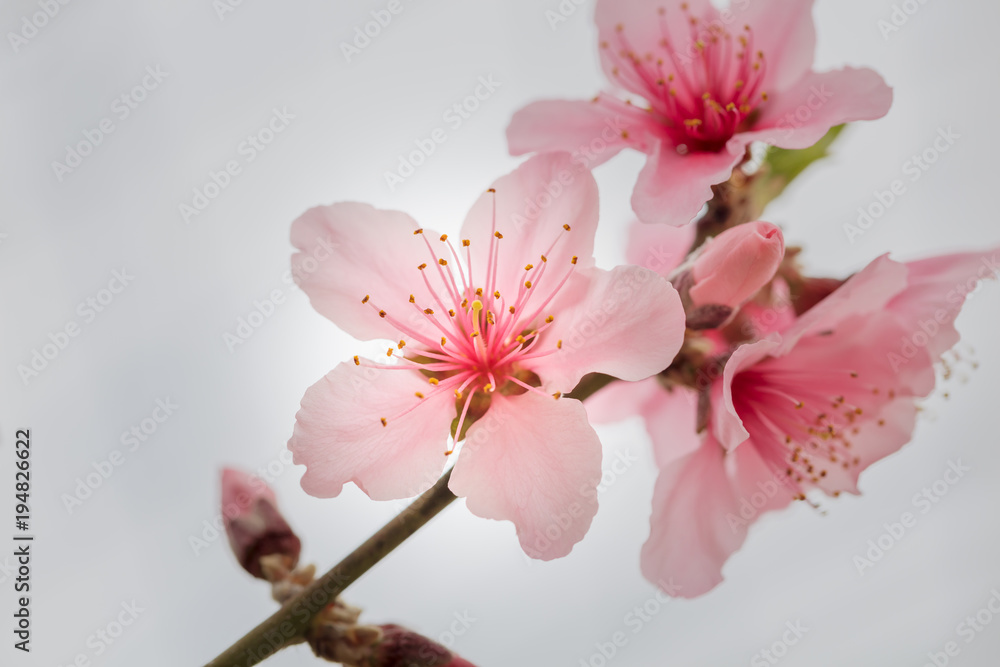 Peach Blossom - Spring of Japan - Stock Photo