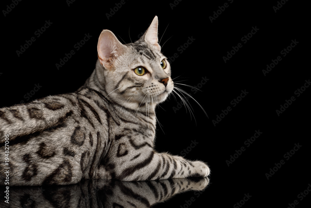 Bengal Male Cat with White Fur Lying and Looking at side on Isolated Black Background, side view