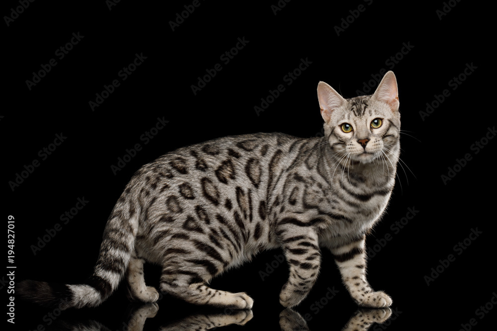 Bengal Male Cat with White Fur Standing on Isolated Black Background, side view