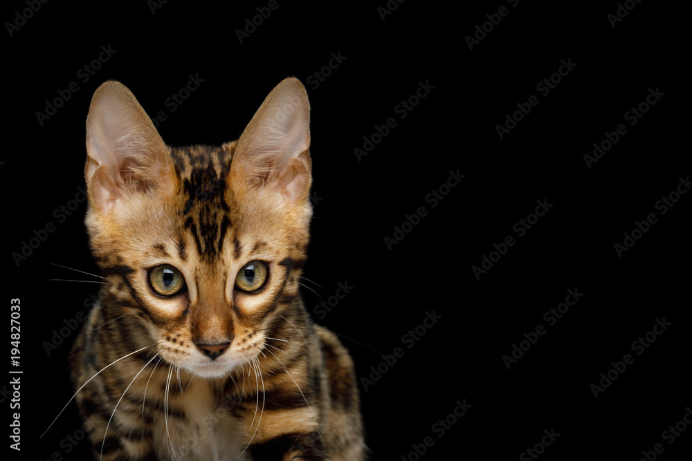 Portrait of Bengal Kitten with Angry face in front view on Isolated Black Background Portrait of Bengal Kitten with Angry face in front view on Isolated Black Background