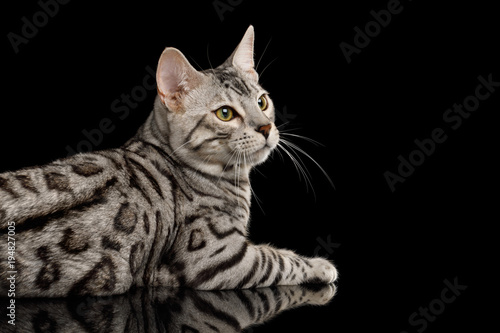 Bengal Male Cat with White Fur Lying and Looking at side on Isolated Black Background, side view