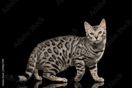 Bengal Male Cat with White Fur Standing on Isolated Black Background  side view
