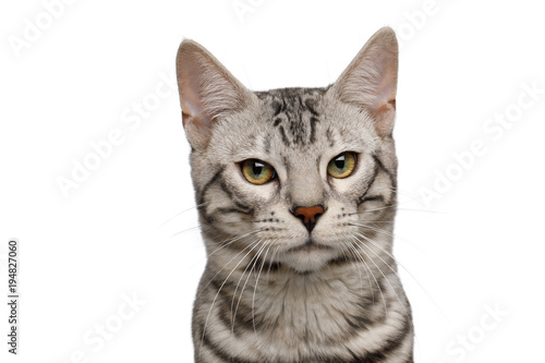 Portrait of Bengal Male Cat with Silver Fur on Isolated White Background, front view