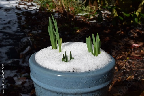 Fototapeta Naklejka Na Ścianę i Meble -  Daffodil and Narcissus shoots growing through snow in pot