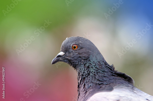 beautiful pigeon bird in nature. focus on the head