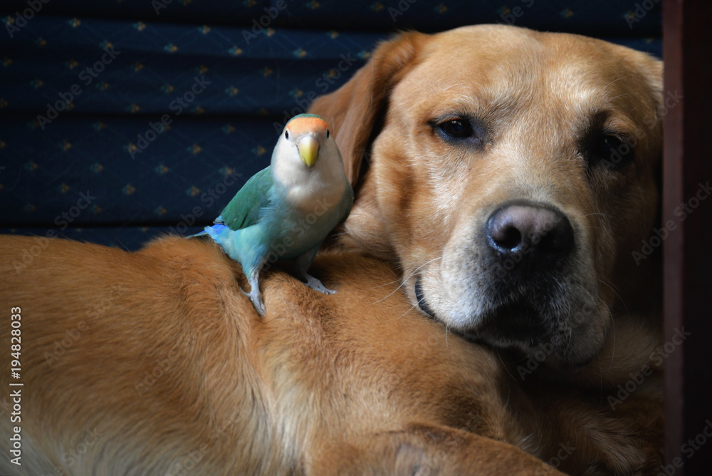 The golden retriever and parrot love bird can be friends Stock