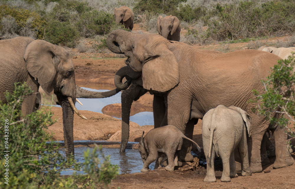Family of elephants drinking by the watering hole Family of elephants drinking by the watering hole