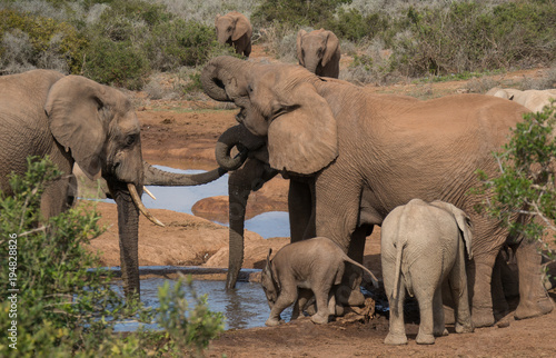 Family of elephants drinking by the watering hole