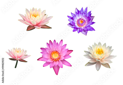 Beautiful pink, white and purple lotus flower isolated on white background © kitinut