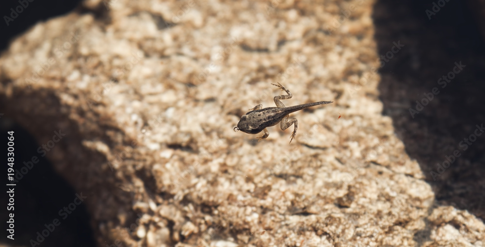 baby frog swiming in the water