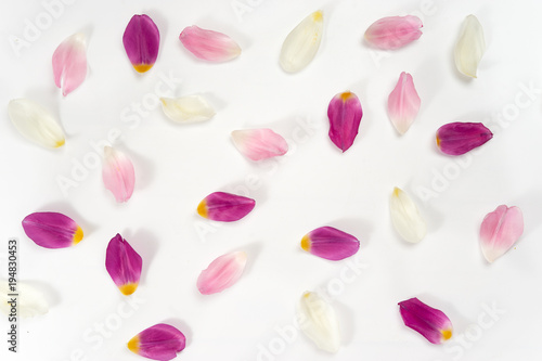 Top view of tulip petals on white background
