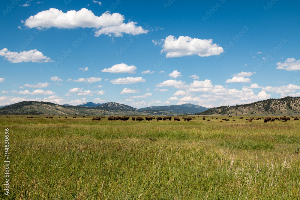 American bison in Wyoming near Grand Teton National Park