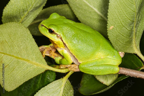 Europäischer Laubfrosch