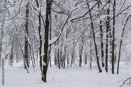Blizzard in park white trees landscape © Igor