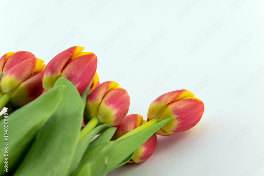 Tulips isolated on white Background Tulips isolated on white Background