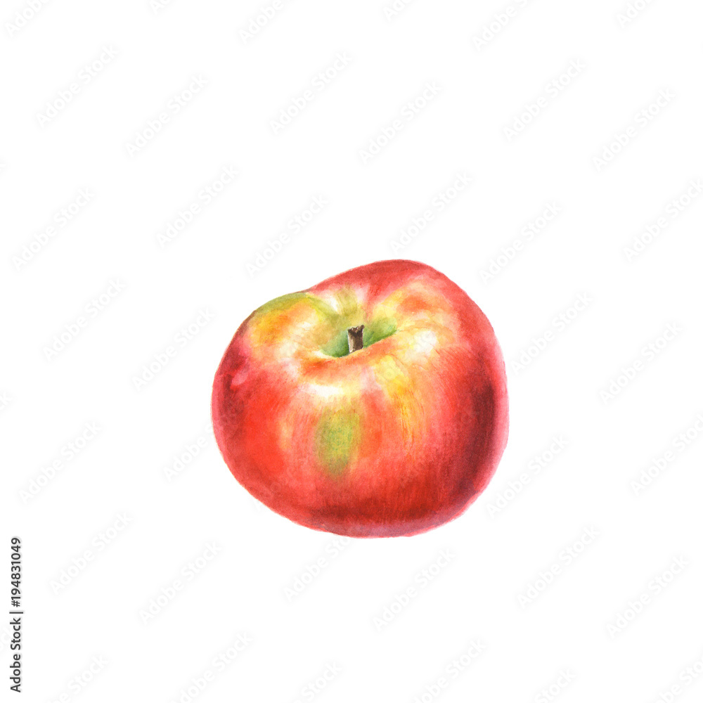 Botanical watercolor illustration of red ripe Apple isolated on a white background. Botanical watercolor illustration of red ripe Apple isolated on a white background.