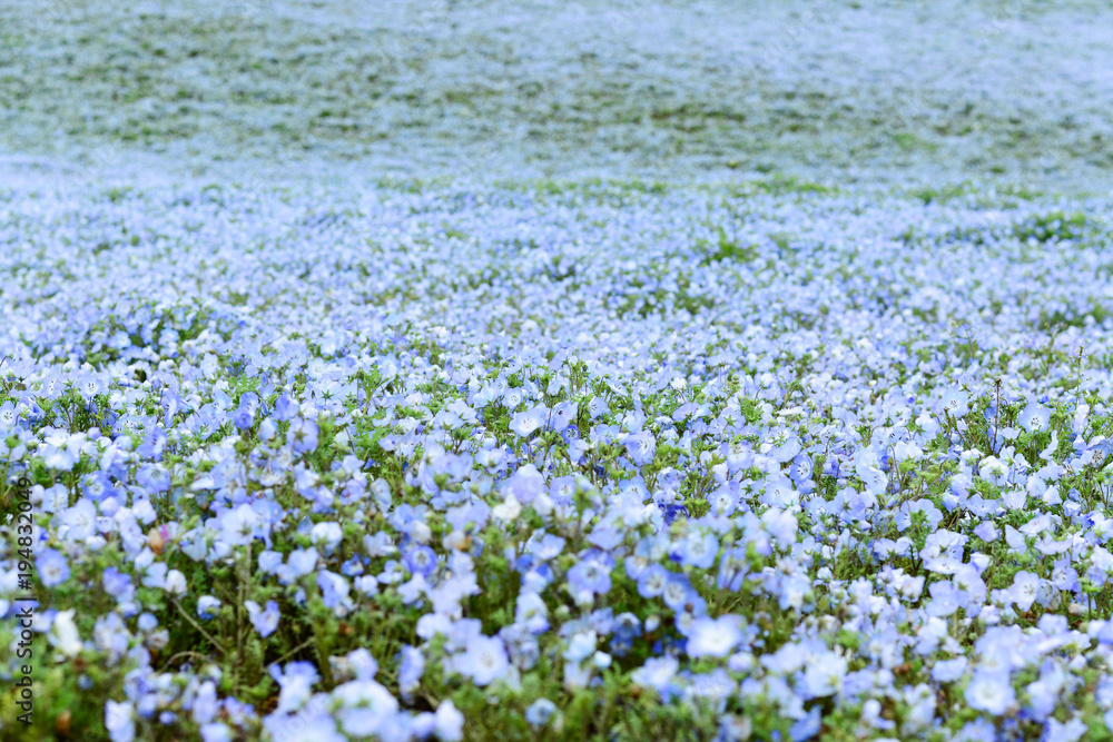 Nemophila blue flower field background