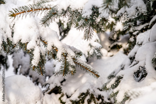 snow-covered fir day in winter forest 