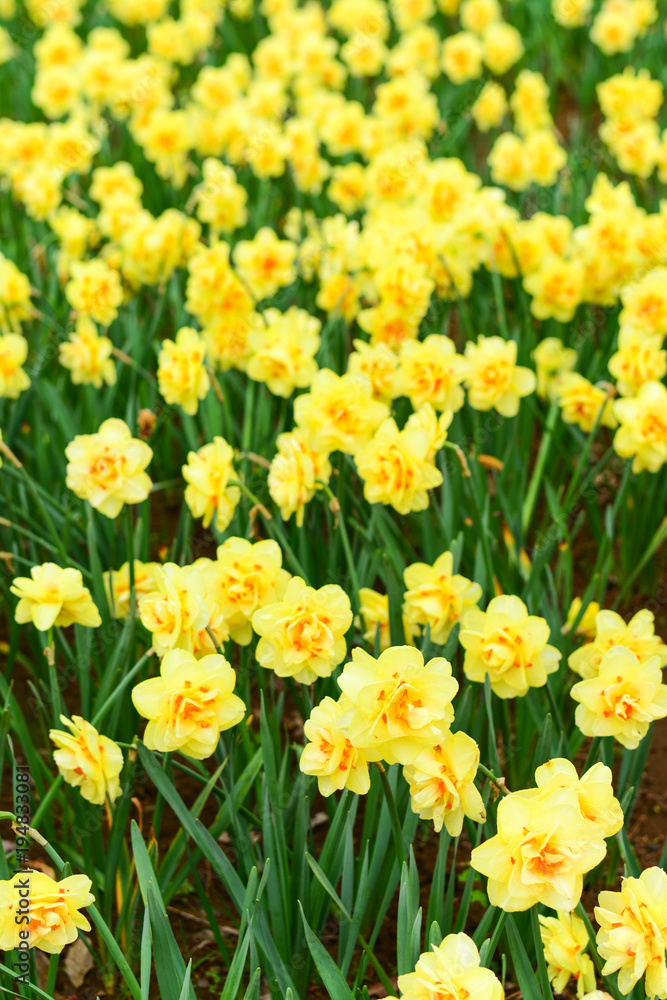 Closeup Narcissus in the field, Hitachi Seaside Park, Japan