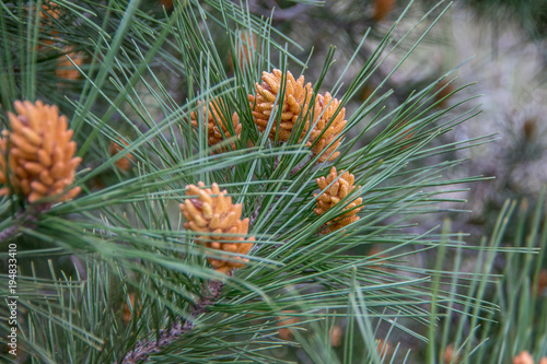 Beautiful branch of pine in bloom