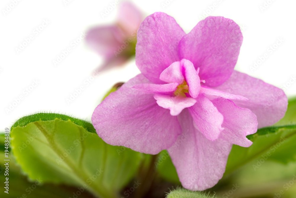 Viola Flower Close up. African Violets Senpolia Viola Flower Close up. African Violets Senpolia