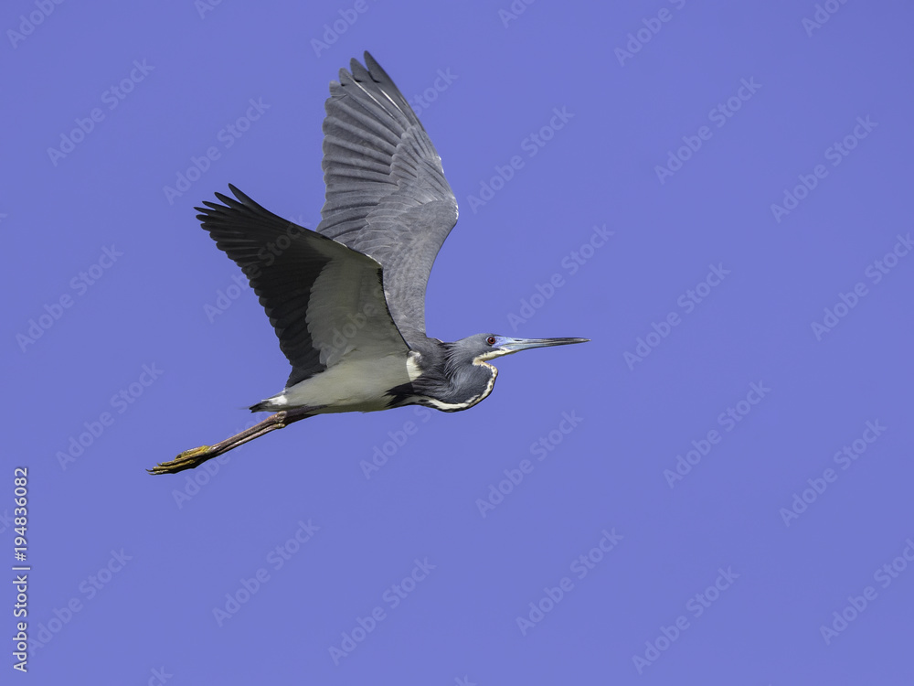 Obraz premium Tricolored Heron in Flight on Blue Sky