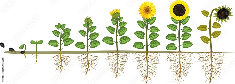 Naklejka premium Sunflower life cycle. Growth stages from seed to flowering and fruit-bearing plant with root system