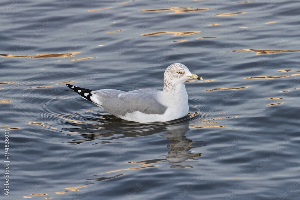 Winter Seagulls 3