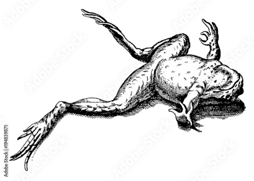 Dead frog lying on its back, isolated on white background. Illustration after antique woodcut engraving from 17th century