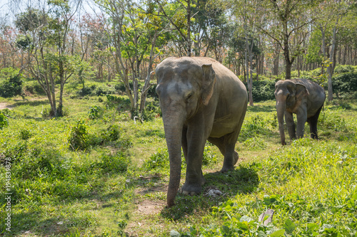 Elephant enjoying their retirement in a rescue sanctuary