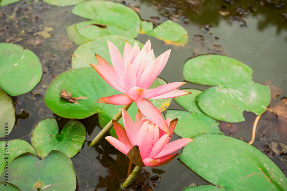 Lotus flower in small pond in public park; close-up; Lotus flower in small pond in public park; close-up;