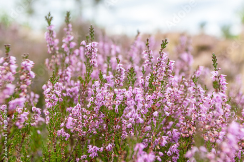 Blooming pink heather in Abernethy Forest, Scotland