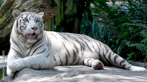Fototapeta Naklejka Na Ścianę i Meble -  Majestic White Tiger lying on the rock in asian rainforest