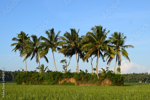 Wallpaper Mural COCONUT TREES IN PADDY FIELD Torontodigital.ca