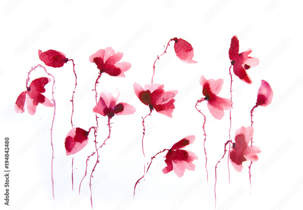 Watercolor painting of red poppy flower on white background