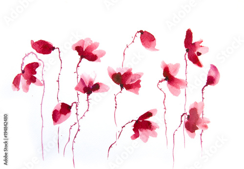 Watercolor painting of red poppy flower on white background