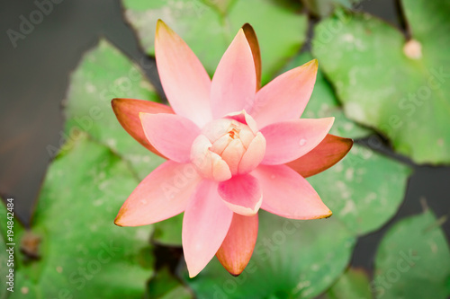 Lotus flower in small pond in public park  close-up 